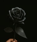 La Rosa Negre
